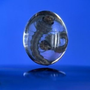 2 mosquito larvae in a drop of water