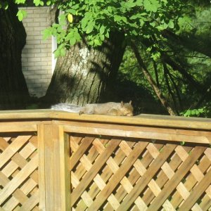 IMG_1529_crop_resize