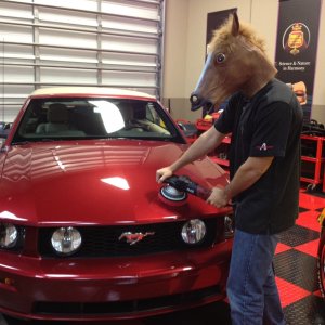 horse1