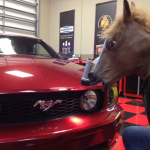 horse4