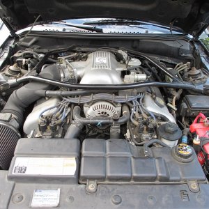 Spiney's 96 Ford SVT Cobra Engine Bay