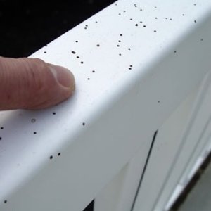 Artillary Fungus