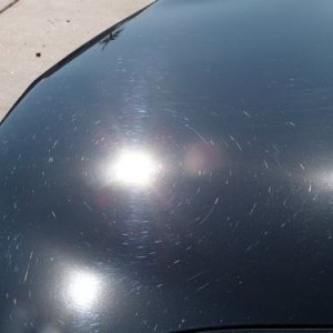 Trunk_Swirl