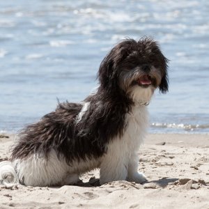 Cannon_Beach_08_17_2011-34
