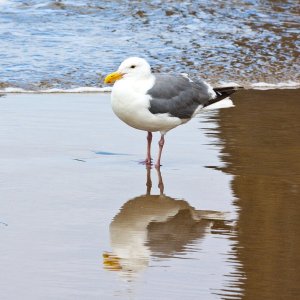 Cannon_Beach_Scenes_2011-20