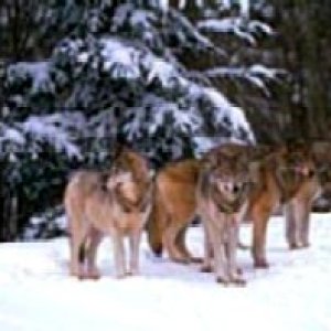 wolves