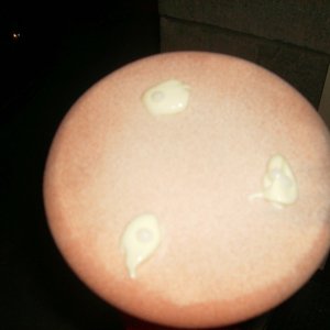 poliseal hybrid test
