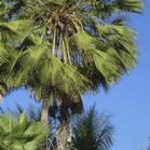Car Waxing Article Pictures