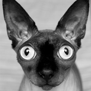 dogstaring
