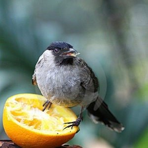 birdnorange