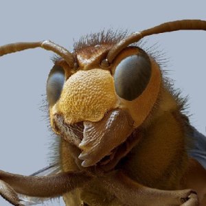 hornet