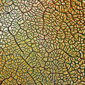 Headlight surface images