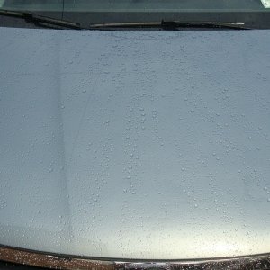 After_Rain_-_Hood_-_Beading_-_DSC03277
