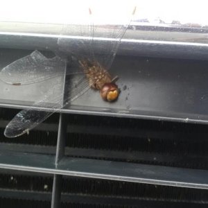 Hitchhiker