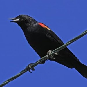 How to remove dried bird dropping
