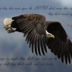eagle