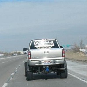 bull_balls