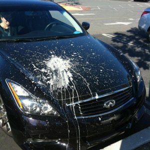 How To Remove a Bird Dropping Etching