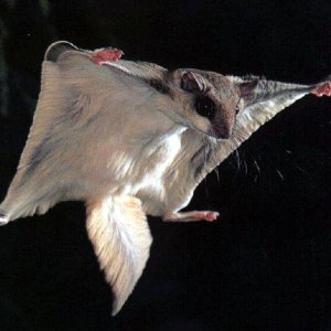 FlyingSquirrel