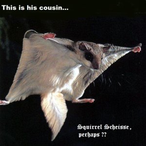 FlyingSquirrel1