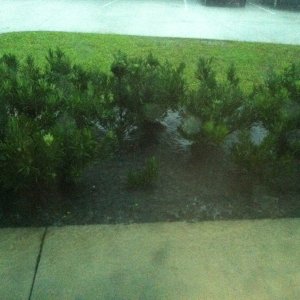 Rain