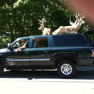 deer