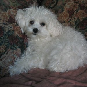 MyToyPoodle