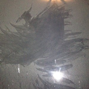 After Bird bath