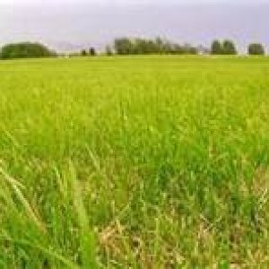 lawn_mower6
