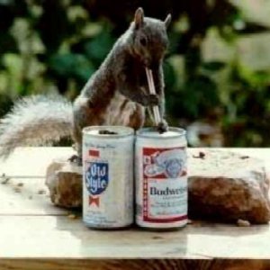 squirrelswirl