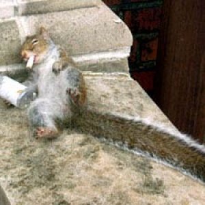 SquirrelWasted