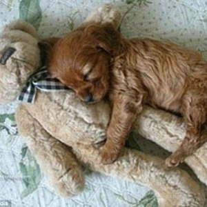 sleeping_dog2