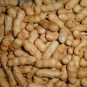 peanuts_in_shell