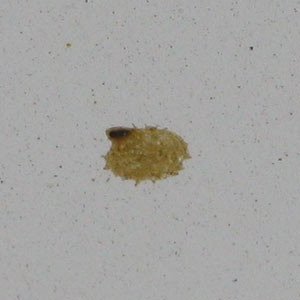 Beepoop