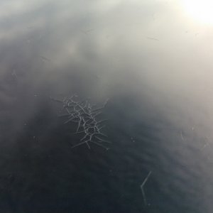 WP_000302
