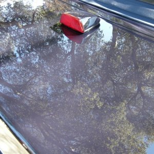 After_Trunk_reflect