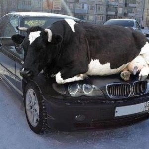 CowonBMW