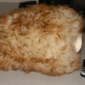 Wookies_Fist