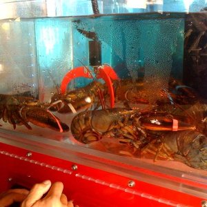 Lobster Lunch