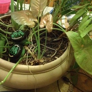 4plant