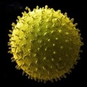 pollen