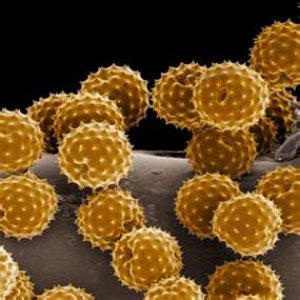 pollen2