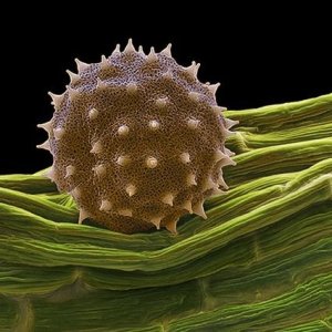 pollen3
