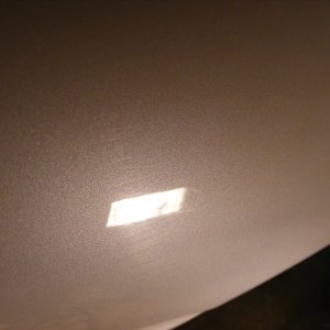 Swils in fender
