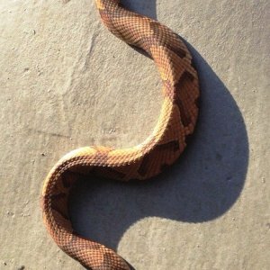 Copperhead Snake