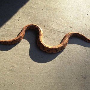 Copperhead