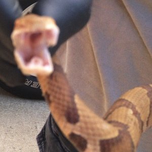 Copperhead