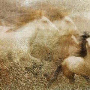 mustangs