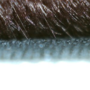 Velcro_