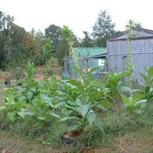 tobaccoplants